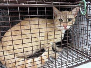Domestic Short Hair Cats Available for Adoption in Houston, Texas - A655447 | PetCurious