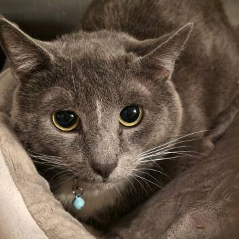 Domestic Short Hair Cats Available for Adoption - Grey | PetCurious