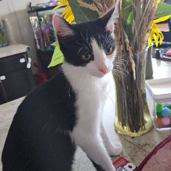 Rescue Domestic Short Hair Cats for Adoption in Nampa, Idaho - Proton | PetCurious