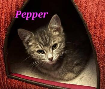Rescue Domestic Short Hair Cats for Adoption in Kitchener, Ontario - Pepper | PetCurious