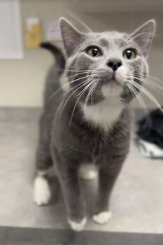 Domestic Short Hair Cats Available for Adoption in Bemidji, Minnesota - Cowboy | PetCurious