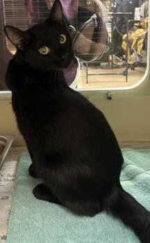 Leighton -  Domestic Short Hair Cat for Adoption in Chamblee, Georgia - Leighton | PetCurious