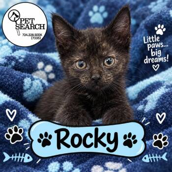 Rocky -  Domestic Short Hair Cat for Adoption in Washington, Pennsylvania - Rocky | PetCurious