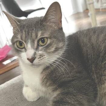 Persephone -  Domestic Short Hair Cat for Adoption in Chicago, Illinois - Persephone | PetCurious