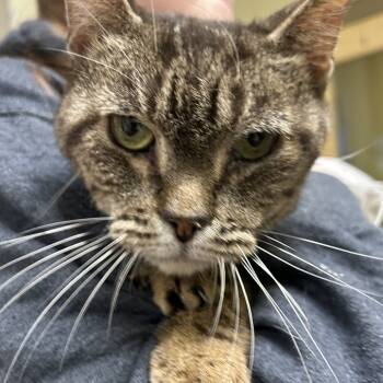 Rescue Domestic Short Hair Cats for Adoption in Asheville, North Carolina - Jason | PetCurious