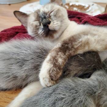 Poppyseed -  Siamese and American Shorthair Cat for Adoption in Chico, California - Poppyseed | PetCurious