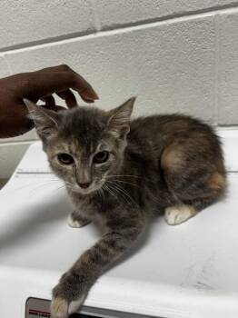 BROOK -  Domestic Medium Hair Cat for Adoption - BROOK | PetCurious