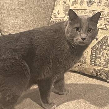 American Shorthair Cats Available for Adoption in Lenexa, Kansas - Greyson | PetCurious