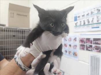 Domestic Short Hair Cats Available for Adoption in Santa Fe, New Mexico - SASSY | PetCurious