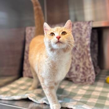Domestic Short Hair Cats Available for Adoption in Nashville, Indiana - Sunny | PetCurious