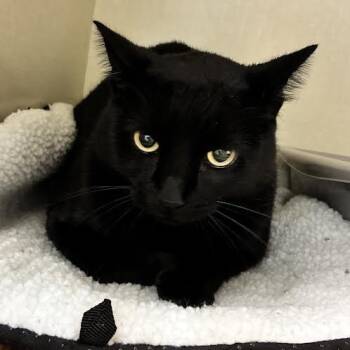 BK -  American Shorthair Cat for Adoption in Blue Earth, Minnesota - BK | PetCurious