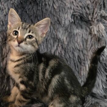 Rescue Domestic Short Hair Cats for Adoption in San Antonio, Texas - Sven | PetCurious