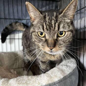 Tabby Cats Available for Adoption in Huntington, New York - Walter ( Senior Lap Cat) | PetCurious