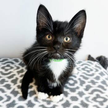 White Claws -  Domestic Short Hair Cat for Adoption in Fort Wayne, Indiana - White Claws | PetCurious