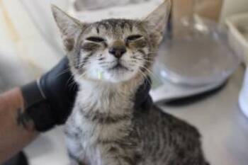 Rescue Domestic Short Hair Cats for Adoption in Weatherford, Texas - Maurice | PetCurious