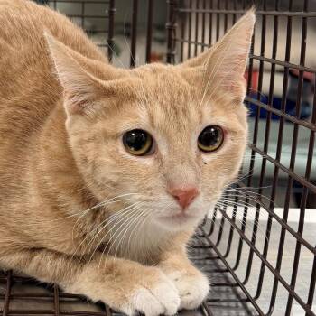 Domestic Short Hair Cats Available for Adoption in Las Cruces, New Mexico - Hazelnut | PetCurious