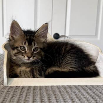 Chancho -  Domestic Short Hair Cat for Adoption in Franklin, Tennessee - Chancho | PetCurious