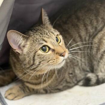 Maow -  Domestic Short Hair Cat for Adoption in Midland, Texas - Maow | PetCurious