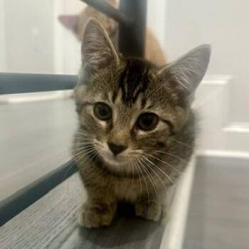 Milo -  Domestic Short Hair Cat for Adoption in Fairfax Station, Virginia - Milo | PetCurious