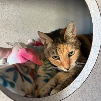 Rescue Domestic Short Hair Cats for Adoption in Grass Valley, California - Dolly | PetCurious