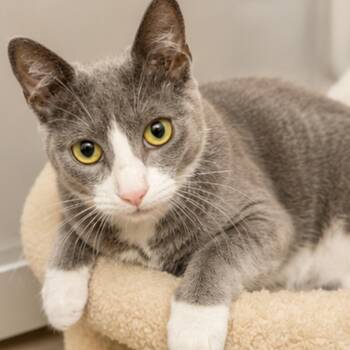 Snickers and Smoky -  Domestic Short Hair Cat for Adoption in Hopkinton, Massachusetts - Snickers And Smoky | PetCurious