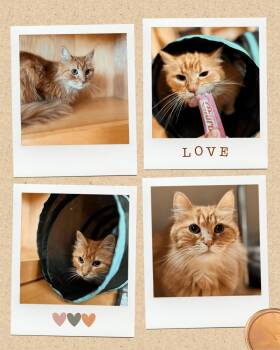 Nicholas & Sophie -  Norwegian Forest Cat Cat for Adoption in Valparaiso, Indiana - Nicholas & Sophie | PetCurious