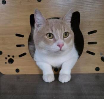 Cheeks -  Domestic Medium Hair and Domestic Short Hair Cat for Adoption in Honolulu, Hawaii - Cheeks | PetCurious