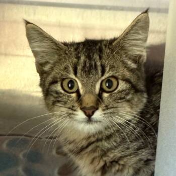 Rescue Domestic Short Hair Cats for Adoption in Cedaredge, Colorado - Pippa | PetCurious