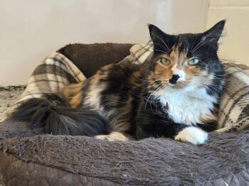 Lola -  Domestic Medium Hair Cat for Adoption in New Westminster, British Columbia - Lola | PetCurious