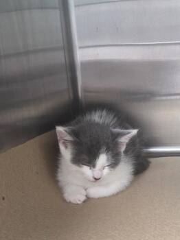 Angus A -  Domestic Short Hair Cat for Adoption in Trenton, New Jersey - Angus A | PetCurious