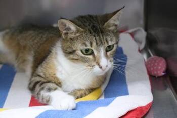 Mrs. Shucks -  Domestic Short Hair Cat for Adoption in Brunswick, Georgia - Mrs. Shucks | PetCurious