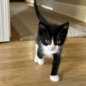 Sadie -  Domestic Short Hair Cat for Adoption in Pleasant Hill, California - Sadie | PetCurious