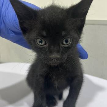 Domestic Short Hair Cats Available for Adoption in Tampa, Florida - Flick | PetCurious