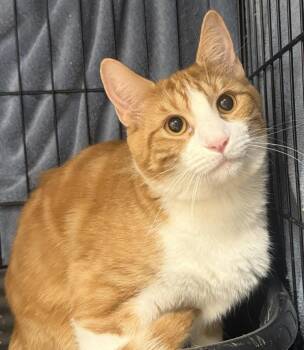 Sherbert Delight -  Domestic Short Hair and Tabby Cat for Adoption in Chandler, Arizona - Sherbert Delight | PetCurious