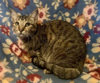 Rescue Domestic Short Hair Cats for Adoption in San Jose, California - Rocky | PetCurious