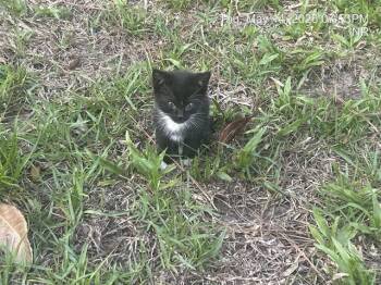 DARRYL -  Domestic Short Hair Cat Available for Adoption in Ocala, Florida - DARRYL | PetCurious
