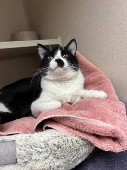 Domestic Short Hair Cats Available for Adoption - India | PetCurious