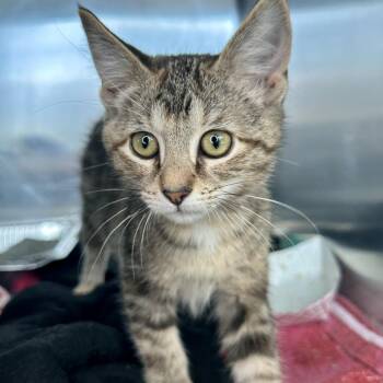 Ruby -  Domestic Short Hair Cat for Adoption in Matteson, Illinois - Ruby | PetCurious