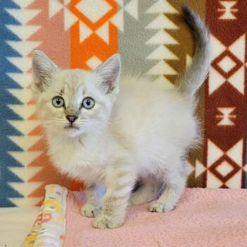 Rory -  Domestic Short Hair and Siamese Cat for Adoption in Alpine, Texas - Rory | PetCurious