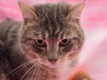 Domestic Short Hair Cats Available for Adoption - Jaxx | PetCurious
