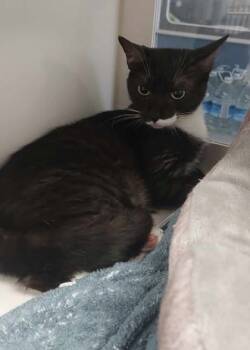 Rescue Domestic Short Hair Cats for Adoption in Atlanta, Georgia - Dorris | PetCurious