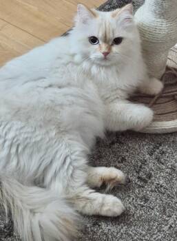 Persian Cats Available for Adoption in Allentown, New Jersey - Lina | PetCurious