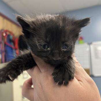 Domestic Short Hair Cats Available for Adoption in Saint Joseph, Missouri - Snoop Dog(M3) | PetCurious