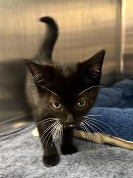 MULLIGAN -  Domestic Medium Hair Cat for Adoption in Fremont, California - MULLIGAN | PetCurious