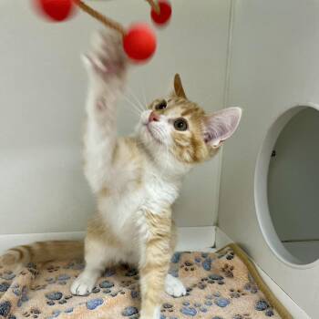 Dobby -  Domestic Short Hair Cat for Adoption in Champaign, Illinois - Dobby | PetCurious