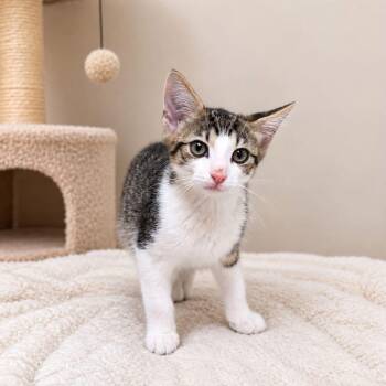 Solar -  Domestic Short Hair Cat for Adoption in New York, New York - Solar | PetCurious