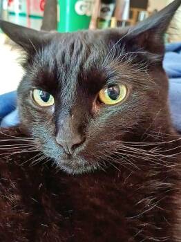 Domestic Short Hair Cats Available for Adoption - JINX #1802 -Offered By Owner Female | PetCurious