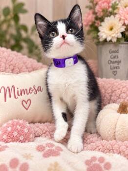 Mimosa -  Tuxedo Cat for Adoption in Tavares, Florida - Mimosa | PetCurious