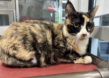 CALLIE -  Domestic Medium Hair Cat for Adoption in Kalamazoo, Michigan - CALLIE | PetCurious