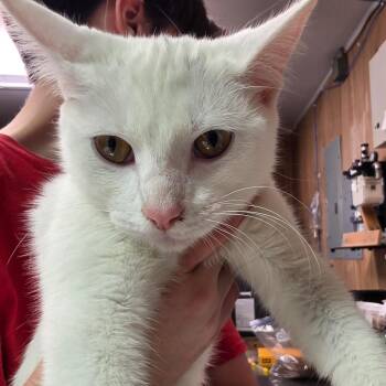 Marshmallow fka Mochi -  Domestic Short Hair Cat for Adoption in Leander, Texas - Marshmallow Fka Mochi | PetCurious
